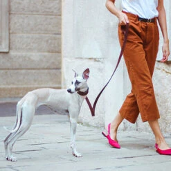 Ferplast VIP CW Collare In Cuoio Di Toro Per Cani Levriero - 3 Misure. Variante CW15/32 - Misure: A: 26-32 Cm B: 15 Mm - Marrone -Cibi per cani in Italia 10504247 4