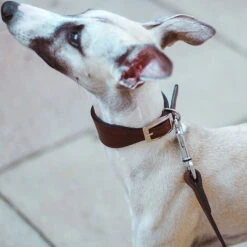 Ferplast VIP CW Collare In Cuoio Di Toro Per Cani Levriero - 3 Misure. Variante CW15/32 - Misure: A: 26-32 Cm B: 15 Mm - Marrone -Cibi per cani in Italia 10504247 5