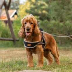 Ferplast ERGOCOMFORT NORDIC Pettorina Ergonomica In Nylon Di Tipo Svedese - 3 Misure . Variante 1 - Misure: A: 48 Cm B: 59-67 Cm - Nero 9 Ferplast ERGOCOMFORT NORDIC Pettorina Ergonomica In Nylon Di Tipo Svedese - 3 Misure . Variante 1 - Misure: A: 48 Cm B: 59-67 Cm - Nero -Cibi per cani in Italia 10505086 3