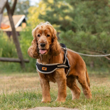 Ferplast ERGOCOMFORT NORDIC Pettorina Ergonomica In Nylon Di Tipo Svedese - 3 Misure . Variante 1 - Misure: A: 48 Cm B: 59-67 Cm - Nero 5 Ferplast ERGOCOMFORT NORDIC Pettorina Ergonomica In Nylon Di Tipo Svedese - 3 Misure . Variante 1 - Misure: A: 48 Cm B: 59-67 Cm - Nero - immagine 3