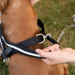 Ferplast ERGOCOMFORT NORDIC Pettorina Ergonomica In Nylon Di Tipo Svedese - 3 Misure . Variante 1 - Misure: A: 48 Cm B: 59-67 Cm - Nero 10 Ferplast ERGOCOMFORT NORDIC Pettorina Ergonomica In Nylon Di Tipo Svedese - 3 Misure . Variante 1 - Misure: A: 48 Cm B: 59-67 Cm - Nero -Cibi per cani in Italia 10505086 4