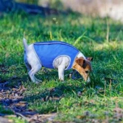 Abito Vestito Pettorina Rinfrescante Refrigerante Per Cane Taglia S Fino A 50 Cm -Cibi per cani in Italia 16142555 2