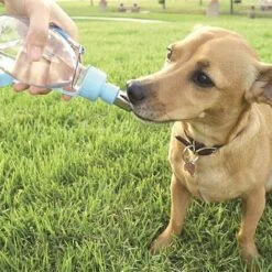 Ibanez Biberon Portatile 240 Ml -Cibi per cani in Italia 26443378 2