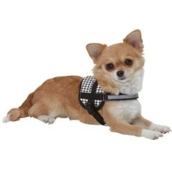 Ibanez Imbracatura Adolescenziale SIZE XS JASEPPED -Cibi per cani in Italia 26444826 3