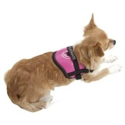 Ibanez Imbracatura Adolescenziale SIZE XS JASEPPED -Cibi per cani in Italia 26444826 4