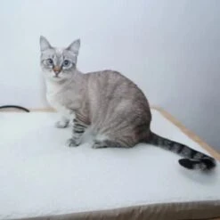 Tappetino Cuccia Letto Lettino Riscaldante 18w 58x43 Cm Per Animali Cani E Gatti -Cibi per cani in Italia 28559399 4