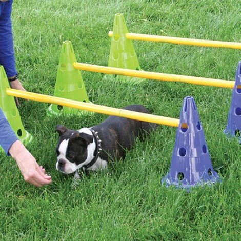 Kit Agility Per Cani Canine Gym FitPAWS 4 Kit Agility Per Cani Canine Gym FitPAWS - immagine 2