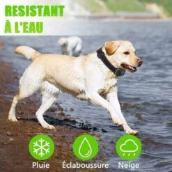 Collare Per Cani Che Abbaia Sensibilità Alle Vibrazioni Del Suono Per Cani Di Piccola Taglia 7 Livelli Regolabili, 100% Sicuro Ed Efficace Collare Per Cani Che Abbaia 1H Ricaricabile, IP67 Impermeabil -Cibi per cani in Italia 30854908 3