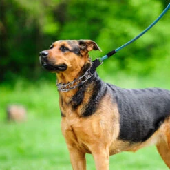 Collare Da Addestramento Per Cani, Maglie Regolabili In Acciaio Inossidabile Con Punte In Gomma Comfort, Fibbia In Metallo A Sgancio Rapido Ad Alta Resistenza, Per Cani Di Taglia Piccola Medio-grande -Cibi per cani in Italia 34201723 3