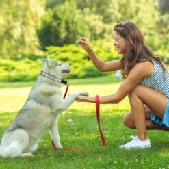 Collare Da Addestramento Per Cani, Maglie Regolabili In Acciaio Inossidabile Con Punte In Gomma Comfort, Fibbia In Metallo A Sgancio Rapido Ad Alta Resistenza, Per Cani Di Taglia Piccola Medio-grande -Cibi per cani in Italia 34201723 4