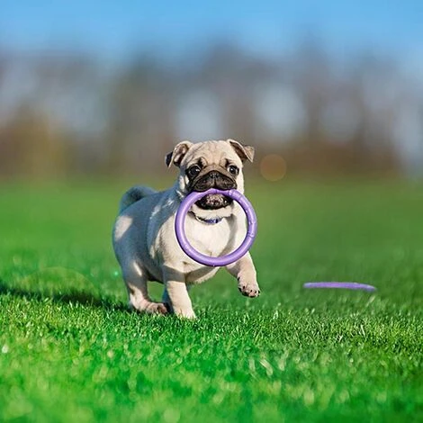 Ferplast PULLER MICRO Gioco Interattivo Per Cani Molto Piccoli E Cuccioli, Robusto E Atossico. Set 2 Anelli. . Variante PULLER MICRO - Misure: Ø 12.3 X 3 Cm - Viola 7 Ferplast PULLER MICRO Gioco Interattivo Per Cani Molto Piccoli E Cuccioli, Robusto E Atossico. Set 2 Anelli. . Variante PULLER MICRO - Misure: Ø 12.3 X 3 Cm - Viola - immagine 5