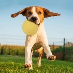 SOEKAVIA Giocattolo Di Gomma Elastico Sicuro Per Cani Da Compagnia Per Il Gioco Interattivo Di Denti Molari (giallo) -Cibi per cani in Italia 36247850 3