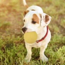 SOEKAVIA Giocattolo Di Gomma Elastico Sicuro Per Cani Da Compagnia Per Il Gioco Interattivo Di Denti Molari (giallo) -Cibi per cani in Italia 36247850 5
