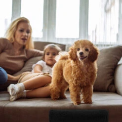 Relaxdays Scaletta A 3 Gradini, Per Cani Piccoli & Grandi, Letto & Divano, Fodera In Tessuto HLP 30 X 35 X 45 Cm, Bianco -Cibi per cani in Italia 37858874 5