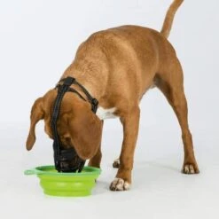 Museruola Per Cani Flex Taglia M 17612 TRIXIE -Cibi per cani in Italia 4497645 5