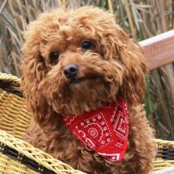 Sciarpa Per Animali Domestici Costume Da Gatto Di Natale, Bandana Regolabile Per Animali Domestici, Collare A Bandana Per Cani Vestiti Per Animali Di Natale (M, Rosa) -Cibi per cani in Italia 52008228 4