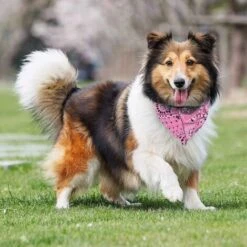 Sciarpa Per Animali Domestici Costume Da Gatto Di Natale, Bandana Regolabile Per Animali Domestici, Collare A Bandana Per Cani Vestiti Per Animali Di Natale (M, Rosa) -Cibi per cani in Italia 52008228 5