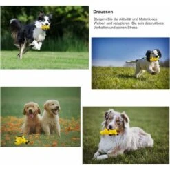 Squeaker Per Cani Premium In Gomma Naturale - Giocattolo Da Masticare Indistruttibile - Spazzolino Da Denti In Gomma Naturale - Non Tossico E Resistente Ai Morsi. 11 Squeaker Per Cani Premium In Gomma Naturale - Giocattolo Da Masticare Indistruttibile - Spazzolino Da Denti In Gomma Naturale - Non Tossico E Resistente Ai Morsi. -Cibi per cani in Italia 52008612 5