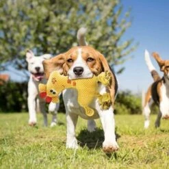 Giocattoli Per Cani Che Squittiscono, Giocattolo Per Cani In Peluche, Giocattoli Interattivi Da Masticare Per Cani Da Compagnia Per La Pulizia Dei Denti, Giocattoli Da Addestramento Per Cuccioli Per C 10 Giocattoli Per Cani Che Squittiscono, Giocattolo Per Cani In Peluche, Giocattoli Interattivi Da Masticare Per Cani Da Compagnia Per La Pulizia Dei Denti, Giocattoli Da Addestramento Per Cuccioli Per C -Cibi per cani in Italia 52008616 4