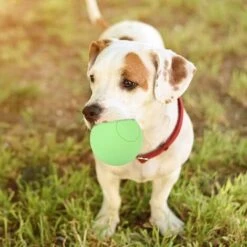 Giocattolo A Sfera Elastica Per Cani Da Compagnia In Gomma Sicura Per Addestramento Interattivo Dei Denti Molari (verde) 11 Giocattolo A Sfera Elastica Per Cani Da Compagnia In Gomma Sicura Per Addestramento Interattivo Dei Denti Molari (verde) -Cibi per cani in Italia 52008783 5