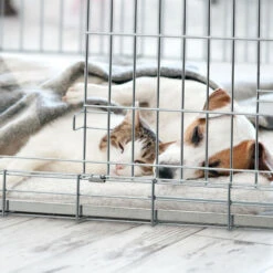 Relaxdays Gabbia Per Cani, Kennel Casa O Auto, HLP: 51x60x45 Cm, Box Pieghevole, Base In Acciaio, 2 Porte, Argentato -Cibi per cani in Italia 54889698 2