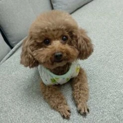 SOEKAVIA 2 PZ Cotone Pet Dog Cat Shirt Cartoon Stampa Cane T-Shirt Abbigliamento Per Cani Di Taglia Media Cucciolo Gatti Primavera Estate Gilet Traspirante, Scimmia Del Caffè L -Cibi per cani in Italia 57587424 3