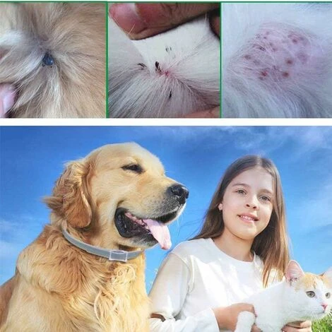 HIASDFLS Collare Antipulci E Zecche Per Cani, Collare Antipulci E Antizecche Per Cani Collare Regolabile 8 Mesi Prevenzione Pulci 6 HIASDFLS Collare Antipulci E Zecche Per Cani, Collare Antipulci E Antizecche Per Cani Collare Regolabile 8 Mesi Prevenzione Pulci - immagine 4