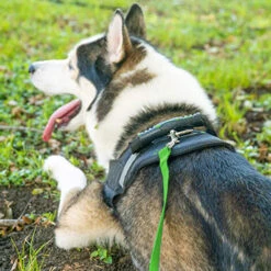 HIASDFLS Cane/cucciolo Obedience Recall Training Agility Guinzaglio Per Addestramento Al Piombo - Ottimo Per Addestramento, Gioco, Campeggio Green50feet -Cibi per cani in Italia 59384711 4