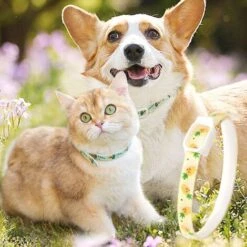 HIASDFLS Collare Antipulci Per Gatto/cane E Pulci Per Prevenire Pidocchi E Acari Collare AntipulciGialloM 11 HIASDFLS Collare Antipulci Per Gatto/cane E Pulci Per Prevenire Pidocchi E Acari Collare AntipulciGialloM -Cibi per cani in Italia 59384805 5