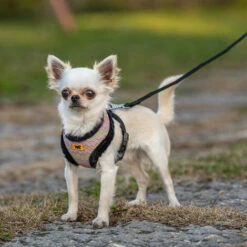 Ferplast NIKITA FUR Pettorina In Tessuto Traspirante Per Cani E Gatti. Soffice Pelliccia Ecologica. Varie Misure E Colori.. Variante XS - Misure: A: 20 Cm B: 26-38 Cm 15 Mm - Tortora -Cibi per cani in Italia 60702583 4