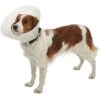 Kruuse Elizabethan Necklace Opaque Buster Classic, 7,5 Cm Cani Da 1 A 3 Kg, 1 Ud -Cibi per cani in Italia 70555775 1