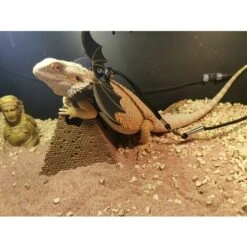 Guinzaglio Regolabile In Pelle Di Drago Barbuto (s/m/l 3 Pettorine) Con Ali Fresche Per Rettili Anfibi -Cibi per cani in Italia 71080751 5