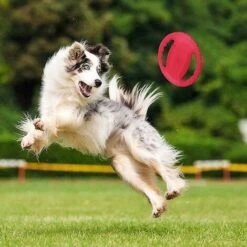 Giocattolo Del Disco Volante Del Cane, Recupero Di Addestramento All'aperto Resistente Ai Morsi Di Cane -Cibi per cani in Italia 71367732 4