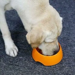 Ciotola Per Cani E Gatti Golosi, Ciotola Antiscivolo Che Favorisce Un'assunzione Di Cibo Più Lenta, Ciotola Interattiva In Melamina Anti-gonfiamento Arancione 8 Ciotola Per Cani E Gatti Golosi, Ciotola Antiscivolo Che Favorisce Un'assunzione Di Cibo Più Lenta, Ciotola Interattiva In Melamina Anti-gonfiamento Arancione -Cibi per cani in Italia 71373330 3