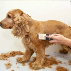 Tosatrice Per Cani Silenziosa, Tosatrice Per Gatti, Tosatrice Per Cani A Pelo Lungo Spesso, Tosatrice Per Peli Di Animali Domestici, Tosatrice Professionale Elettrica Ricaricabile Senza Fili Per Cani, -Cibi per cani in Italia 74763718 5 1