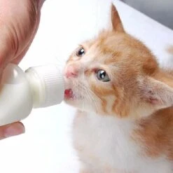 6 Pezzi Bottiglia Di Latte Per Cuccioli, Kit Biberon Biberon Per Cuccioli, Biberon Per Allattamento Gatti, Per Piccoli Mammiferi, Gattini Appena Nati, Cuccioli E Conigli (50ML) 10 6 Pezzi Bottiglia Di Latte Per Cuccioli, Kit Biberon Biberon Per Cuccioli, Biberon Per Allattamento Gatti, Per Piccoli Mammiferi, Gattini Appena Nati, Cuccioli E Conigli (50ML) -Cibi per cani in Italia 75982771 4