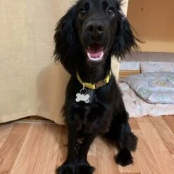 Medagliette Per Cani, Medagliette Per Cani, Medagliette Per Sculture Fai-da-te Per Cani E Gatti, Medagliette Personalizzate In Acciaio Inossidabile -Cibi per cani in Italia 75983284 4