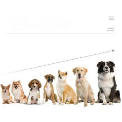 Collare Da Addestramento Per Cani Ricaricabile E Impermeabile Con Distanza Di 800 M, Scossa Elettrica, Suono Nero B 9 Collare Da Addestramento Per Cani Ricaricabile E Impermeabile Con Distanza Di 800 M, Scossa Elettrica, Suono Nero B -Cibi per cani in Italia 76389040 4