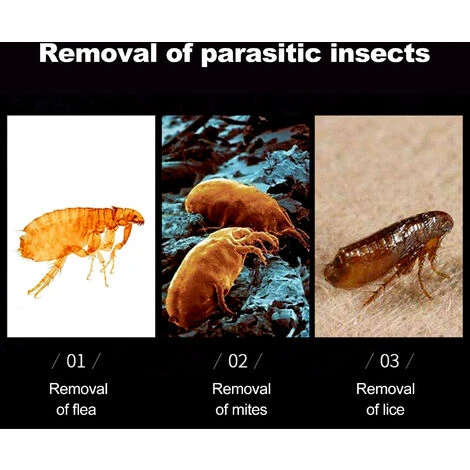 Collare Repellente Per Insetti Per Cani E Gatti Collare Antipulci Regolabile Collare Antipulci E Zecche (grigio, Per Cani) 4 Collare Repellente Per Insetti Per Cani E Gatti Collare Antipulci Regolabile Collare Antipulci E Zecche (grigio, Per Cani) - immagine 2