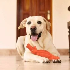 Giocattoli Interattivi Con Coccodrillo Da Masticare Per Cani Giocattolo Da Addestramento In Gomma Durevole E Praticamente Indistruttibile -Cibi per cani in Italia 85896086 5