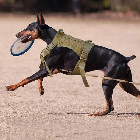Pettorina Militare Per Cani Con Tasca E Toppa, Gilet Tattico Senza Trazione Per Cani Di Grossa Taglia, Pettorina Per Cani Di Servizio Per Addestramento, Escursionismo - Cachi, L 7 Pettorina Militare Per Cani Con Tasca E Toppa, Gilet Tattico Senza Trazione Per Cani Di Grossa Taglia, Pettorina Per Cani Di Servizio Per Addestramento, Escursionismo - Cachi, L - immagine 5