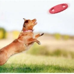 Pet Dog Flying Disc Anello Di Addestramento Per Cani In EVA Con Doppi Manici Giocattoli Per Volantini Per Cani Attività All'aperto Giocattolo Galleggiante Per Il Recupero -Cibi per cani in Italia 89820958 2