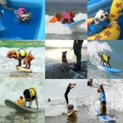 LangRay Dog Life Vest Swim Training Giubbotto Salvagente Per Cani Con Chiusure A Scatto Regolabili E Strisce Riflettenti, Arancione, S -Cibi per cani in Italia 90784925 4