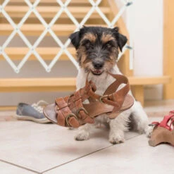 Relaxdays Cancelletto Di Sicurezza Per Cani, Barriera Porte E Scale, Allungabile 96 Cm, Alto 48,5-60 Cm, Bambù, Bianco -Cibi per cani in Italia 91259452 5