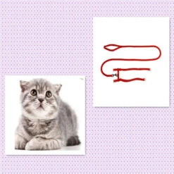 None Cintura Di Sicurezza Rossa 1,20 M Rossa -Cibi per cani in Italia 92957025 4