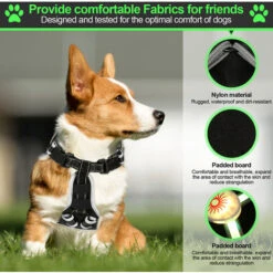 Randaco Imbracatura Per Cani A LED Traspirante Imbracatura Pettorale A LED Modalità Di Illuminazione Riflettente M 10 Randaco Imbracatura Per Cani A LED Traspirante Imbracatura Pettorale A LED Modalità Di Illuminazione Riflettente M -Cibi per cani in Italia 93288915 4