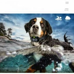 Collare Di Addestramento Per Cani Ricaricabile E Impermeabile Con Distanza Di 800 M, Scossa Elettrica, Suono Nero A -Cibi per cani in Italia 94165742 4