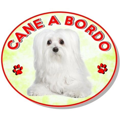 Adesivo Vetrofania Cane A Bordo Cane Maltese 3 Adesivo Vetrofania Cane A Bordo Cane Maltese