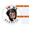 Medaglietta Per Cane Bernese Spedizione Incisione Gratis -Cibi per cani in Italia 9435031 1