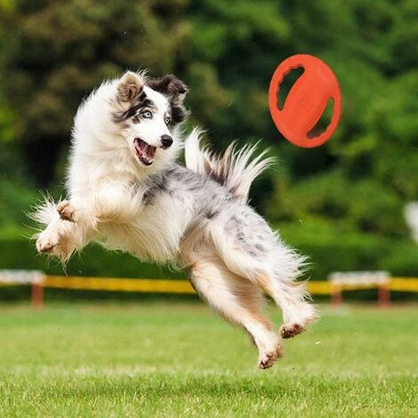 Frisbee E Dischi Da Lancio , Giocattoli Interattivi Per Cani Di Taglia Media E Grande , Nuoto, Giocattolo Per Cani Con Suono All'aperto, Frisbee Per Cani 5 Frisbee E Dischi Da Lancio , Giocattoli Interattivi Per Cani Di Taglia Media E Grande , Nuoto, Giocattolo Per Cani Con Suono All'aperto, Frisbee Per Cani - immagine 3